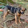 Persil - sanfter Herzenshund, lieb & verschmust