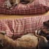 Rusty1 sucht sein Zuhause - NEUE FOTOS!!