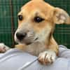 Milo Welpe - sucht liebevolle Familie!
