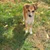 Milo Welpe - sucht liebevolle Familie!