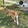 Milo Welpe - sucht liebevolle Familie!