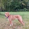 Zola, Hundemädchen sucht neues Zuhause