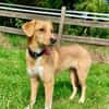 Zola, Hundemädchen sucht neues Zuhause