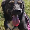 Codin, netter Hund sucht neue Familie