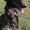 Codin, netter Hund sucht neue Familie
