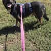 Codin, netter Hund sucht neue Familie