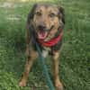 Lexi, lieber Hund sucht neue Familie