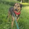 Lexi, lieber Hund sucht neue Familie