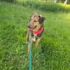 Lexi, lieber Hund sucht neue Familie