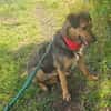 Lexi, lieber Hund sucht neue Familie