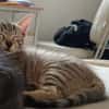 Boris [Chaton]