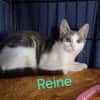 Reine