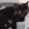 TESS (réservée)