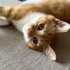 Corail [Chaton]