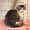 BOUDCHOU