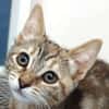Denchi [Chaton]