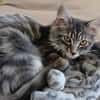 Berlioz [Chaton]