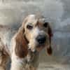 REGLISSE
