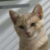 Belzo