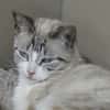 ALTHEA