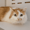 FIGARO