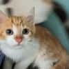 Bubu [Chaton]