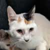 MYRTILLE