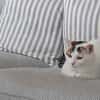 noisette