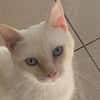 FABRICE