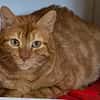 MINOU