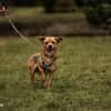 Liebenswerter Lollo sucht Zuhause