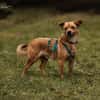 Liebenswerter Lollo sucht Zuhause