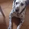 Katy sucht dringend ein Zuhause