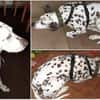 Katy sucht dringend ein Zuhause