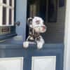 Marshall sucht ein Zuhause