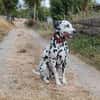 Mailo sucht dringend ein Zuhause/Pflegestelle