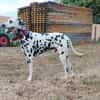 Mailo sucht dringend ein Zuhause/Pflegestelle