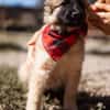 Die goldige Katja sucht ein Zuhause