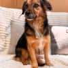 wunderschöne Bella möchte ihre Menschen