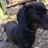 JACK  EIN KLEINER HERZENSHUND, DER ENDLICH VERTRAUEN DARF