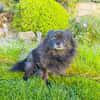 Pomeranien Mädchen Terisa