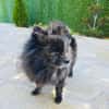 Pomeranien Mädchen Terisa