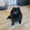 Pomeranien Mädchen Terisa