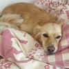 Della, ca. 27cm, sucht eine liebe Famlie