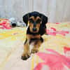 Kalina ein wunderschönes Hundekind