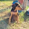 Kalina ein wunderschönes Hundekind