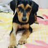 Kalina ein wunderschönes Hundekind