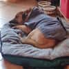 Tino sucht ein neues Zuhause