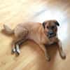 Tino sucht ein neues Zuhause