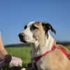 Möchten Sie Petunia eine Chance geben?